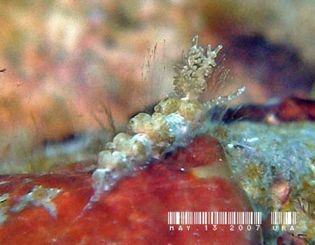 ���}�g���O�V�E�~�E�V Baeolidia japonica