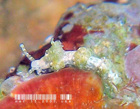 ���}�g���O�V�E�~�E�V Baeolidia japonica