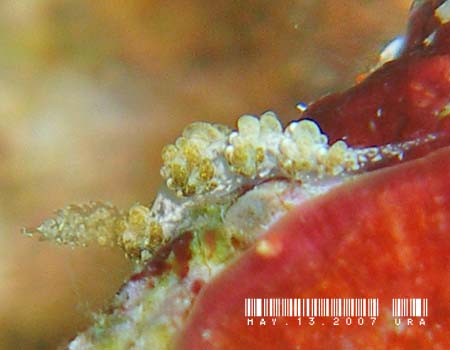 ���}�g���O�V�E�~�E�V Baeolidia japonica
