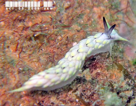 �{�j���J�X�~�m�m�E�~�E�V Cerberilla sp