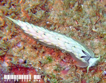 �{�j���J�X�~�m�m�E�~�E�V Cerberilla sp