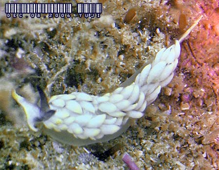 �{�j���J�X�~�m�m�E�~�E�V Cerberilla sp