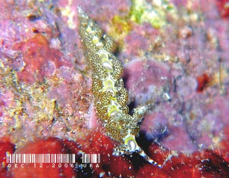 �N�T���~�m�E�~�E�V Limenandra rosanae