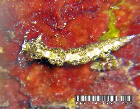 �N�T�����m�E�~�E�V Limenandra rosanae