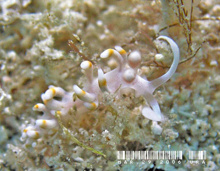 TLV}~mE~EV Flabellina bicolor