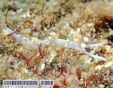 TLV}~mE~EV Flabellina bicolor