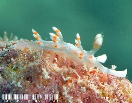 TLV}~mE~EV Flabellina bicolor