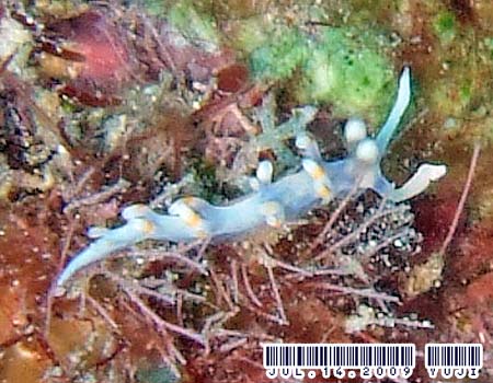 TLV}~mE~EV Flabellina bicolor