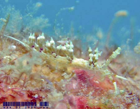 �l�A�J�~�m�E�~�E�V Cratena cf. affinis