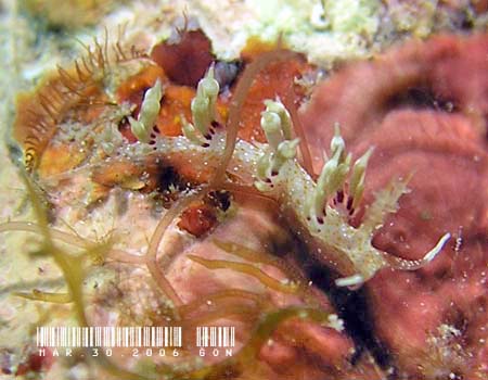 �l�A�J�~�m�E�~�E�V Cratena cf. affinis