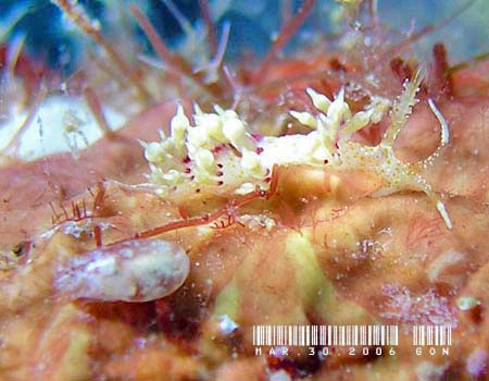 �l�A�J�~�m�E�~�E�V Cratena cf. affinis