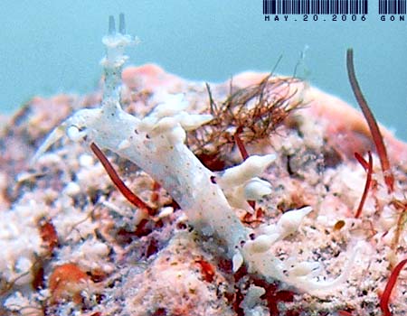 �l�A�J�~�m�E�~�E�V Cratena cf. affinis