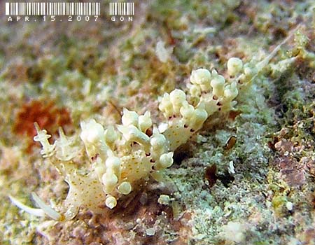 �l�A�J�~�m�E�~�E�V Cratena cf. affinis