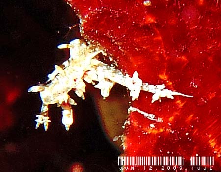 �l�A�J�~�m�E�~�E�V Cratena cf. affinis