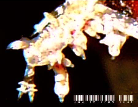 �l�A�J�~�m�E�~�E�V Cratena cf. affinis