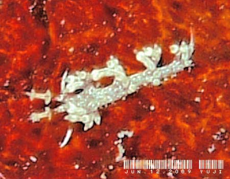 �l�A�J�~�m�E�~�E�V Cratena cf. affinis