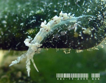 �n�N�Z���~�m�E�~�E�V���̂P�� Cratena sp.