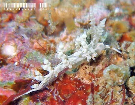 �n�N�Z���~�m�E�~�E�V���̂P�� Cratena sp.