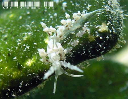 �n�N�Z���~�m�E�~�E�V���̂P�� Cratena sp.