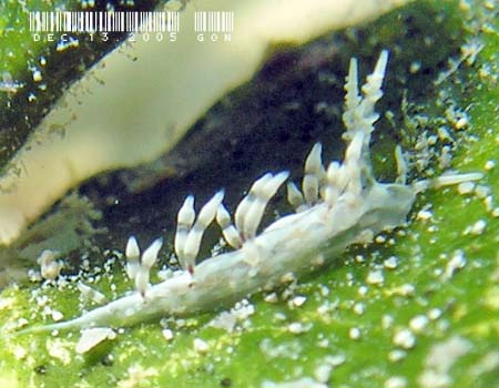 �n�N�Z���~�m�E�~�E�V���̂P�� Cratena sp.