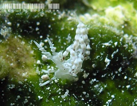 �n�N�Z���~�m�E�~�E�V���̂P�� Cratena sp.