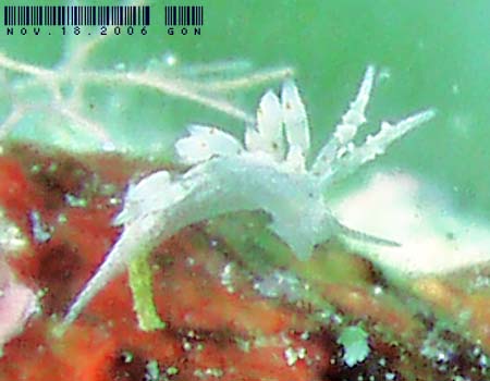 �n�N�Z���~�m�E�~�E�V���̂P�� Cratena sp.