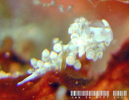 �n�N�Z���~�m�E�~�E�V���̂P�� Cratena sp.