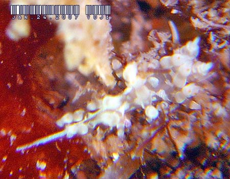 �n�N�Z���~�m�E�~�E�V���̂P�� Cratena sp.