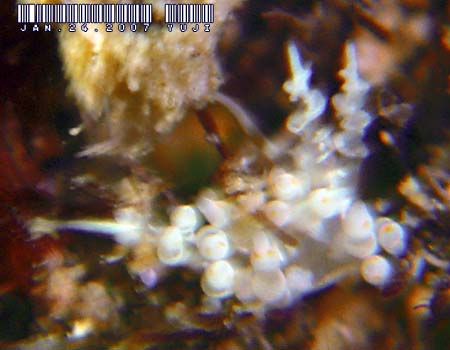 �n�N�Z���~�m�E�~�E�V���̂P�� Cratena sp.