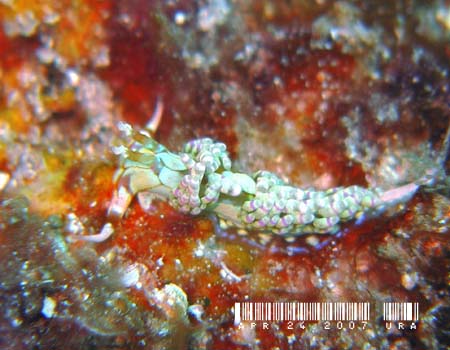 �g�E�����~�m�E�~�E�V Godiva sp.1