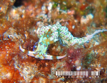 �g�E�����~�m�E�~�E�V Godiva sp.1