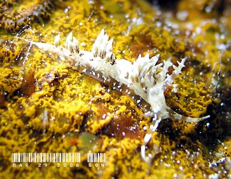 �L�����b�g�V�[�h�~�m�E�~�E�V Phidiana bourailli