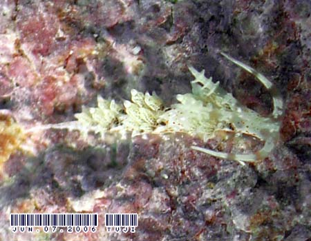 �L�����b�g�V�[�h�~�m�E�~�E�V Phidiana bourailli