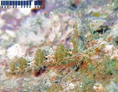 �L�����b�g�V�[�h�~�m�E�~�E�V Phidiana bourailli