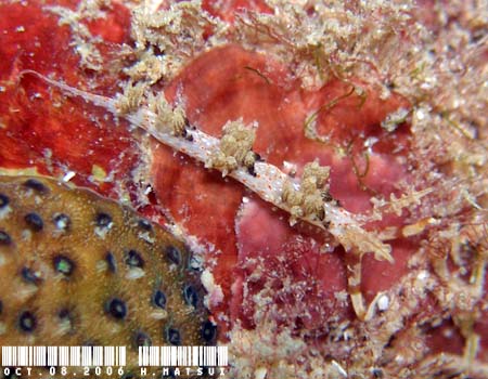 �L�����b�g�V�[�h�~�m�E�~�E�V Phidiana bourailli