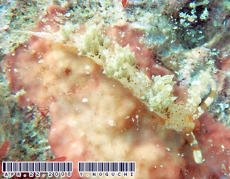 �L�����b�g�V�[�h�~�m�E�~�E�V Phidiana bourailli