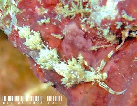 �L�����b�g�V�[�h�~�m�E�~�E�V Phidiana bourailli