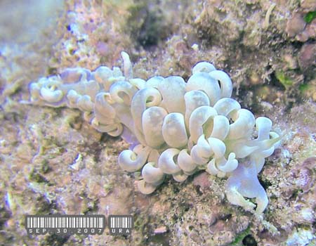 �L�b�J�~�m�E�~�E�V Phyllodesmium magnum