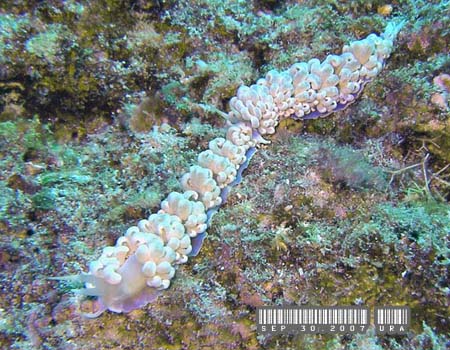 �L�b�J�~�m�E�~�E�V Phyllodesmium magnum