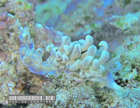 �L�b�J�~�m�E�~�E�V Phyllodesmium magnum