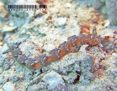 ���J�f�~�m�E�~�E�V Pteraeolidia semperi