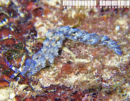 ���J�f�~�m�E�~�E�V Pteraeolidia semperi