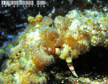 ���J�f�~�m�E�~�E�V Pteraeolidia semperi