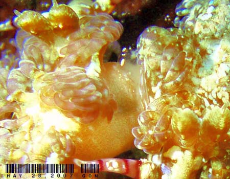 ���J�f�~�m�E�~�E�V Pteraeolidia semperi