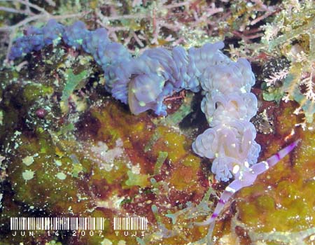 ���J�f�~�m�E�~�E�V Pteraeolidia semperi