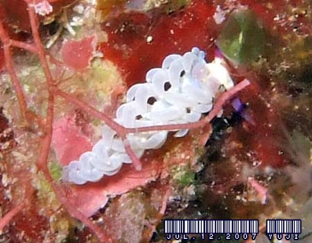 ���J�f�~�m�E�~�E�V Pteraeolidia semperi