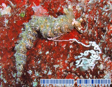 ���J�f�~�m�E�~�E�V Pteraeolidia semperi