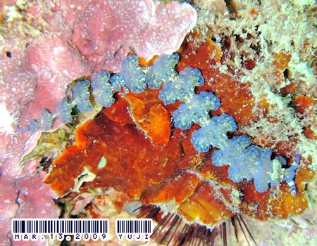 ���J�f�~�m�E�~�E�V Pteraeolidia semperi