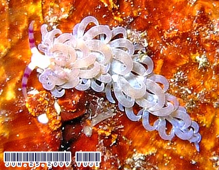 ���J�f�~�m�E�~�E�V Pteraeolidia semperi