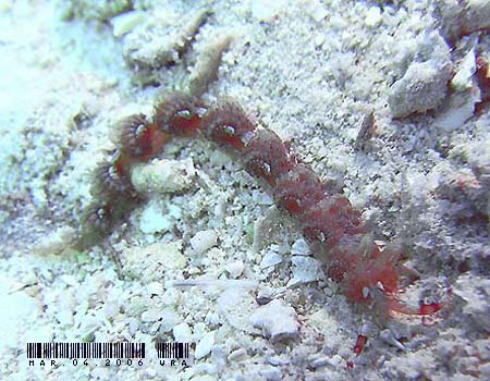 ���J�f�~�m�E�~�E�V Pteraeolidia semperi